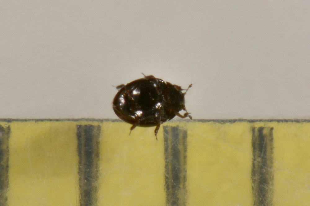 Sphaeriusidae:  Sphaerius acaroides